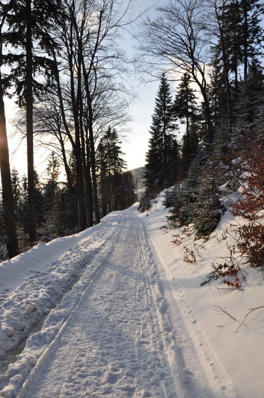 Ścieżka - zielony szlak na Klimczok
